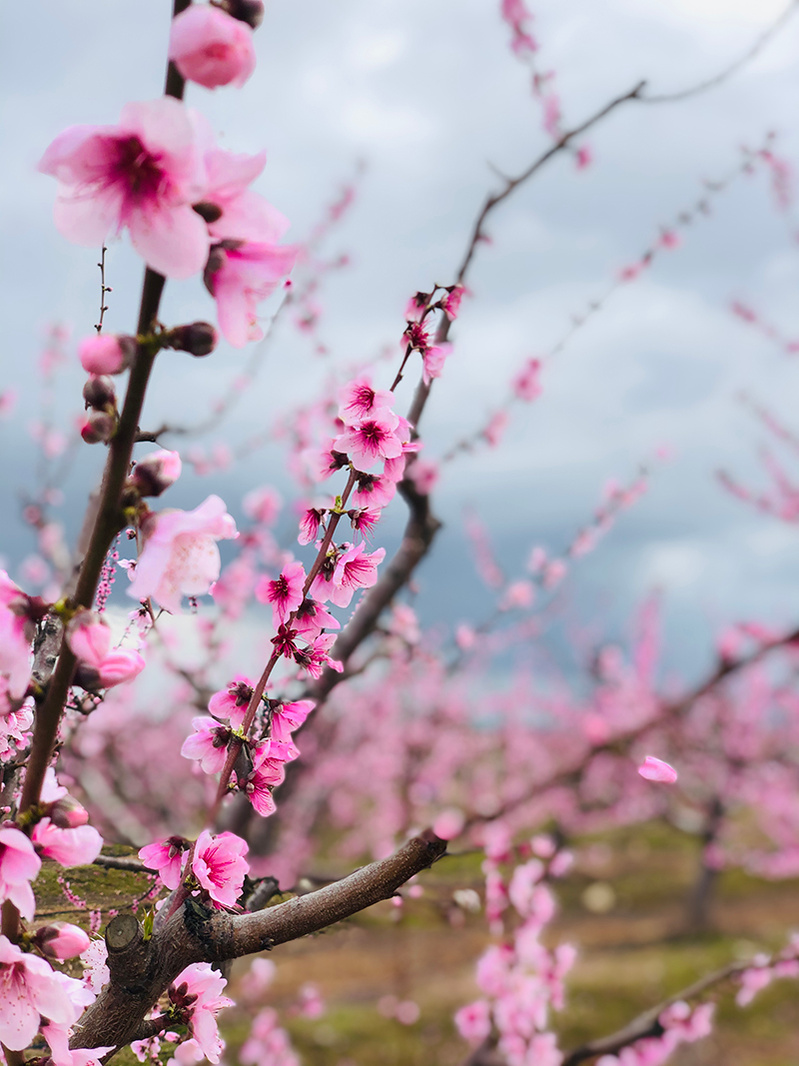 photography blog europe ola mae photo blooming 