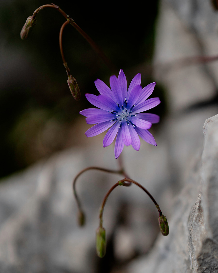 ola mae purple flower