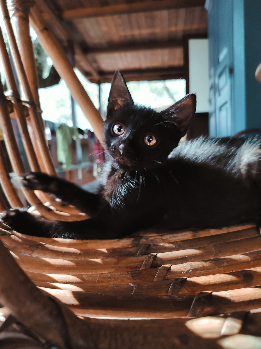 ola-mae-cat-love-fryderyk-european-trip-bike-europe