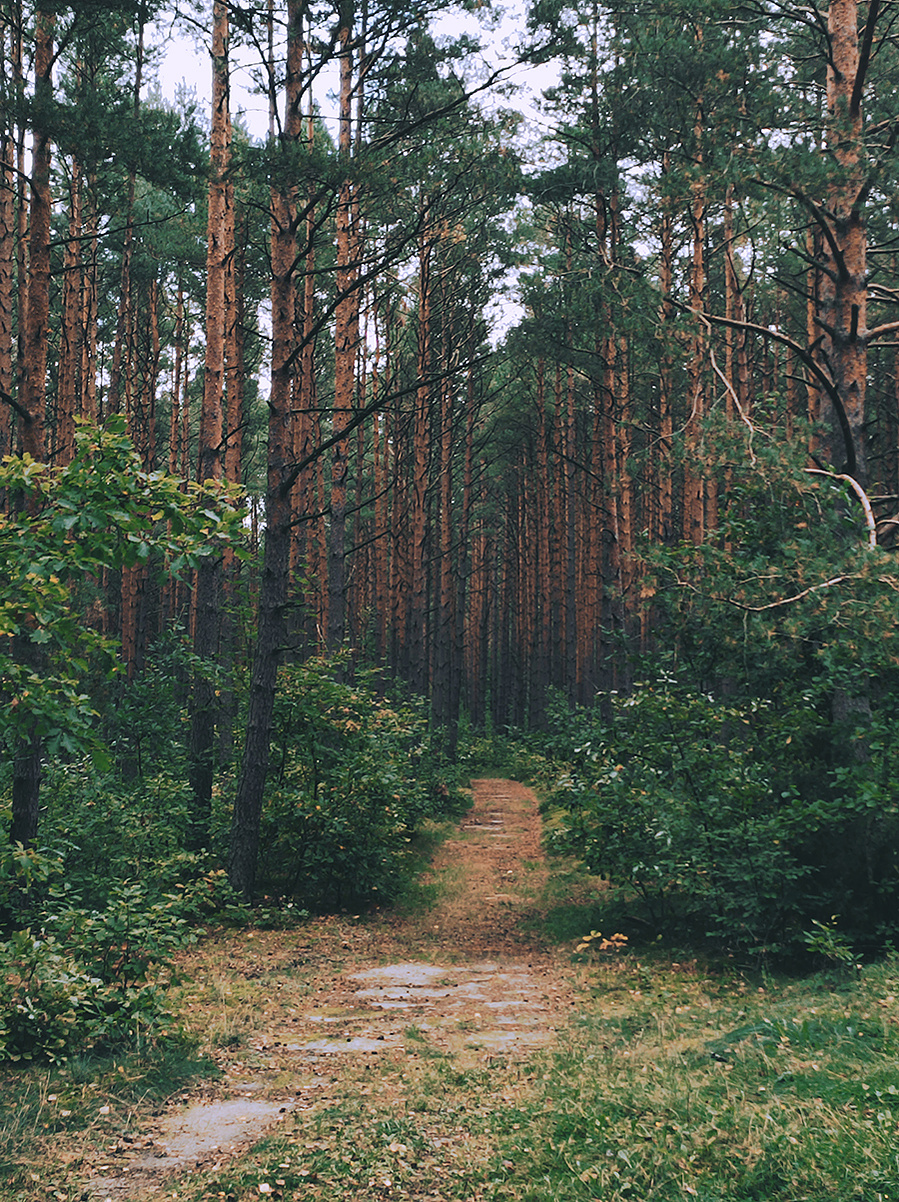 forest-poland-ola-mae-cat-fryderyk-photography-return