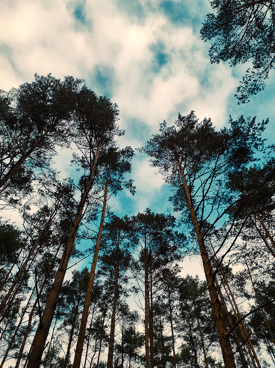 trees-poland-traveling-photography-biking-with-a-cat-ola-mae