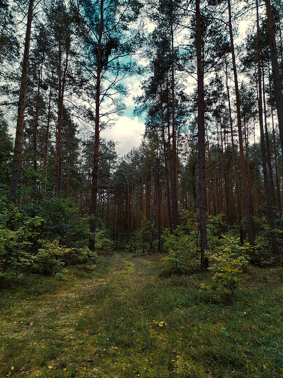 woods-ola-mae-biking-europe-return-with-a-cat
