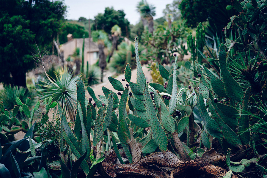 ola mae cacti