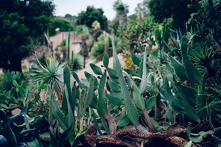 ola mae cacti