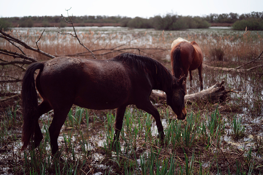 Ola Mae Camargue 