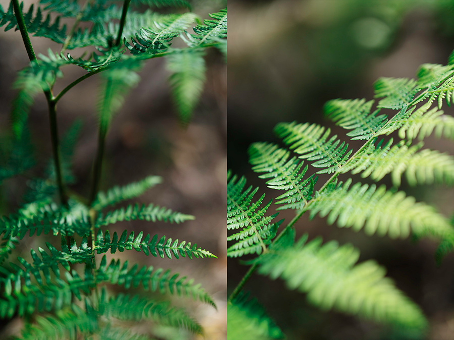 ola mae ferns 