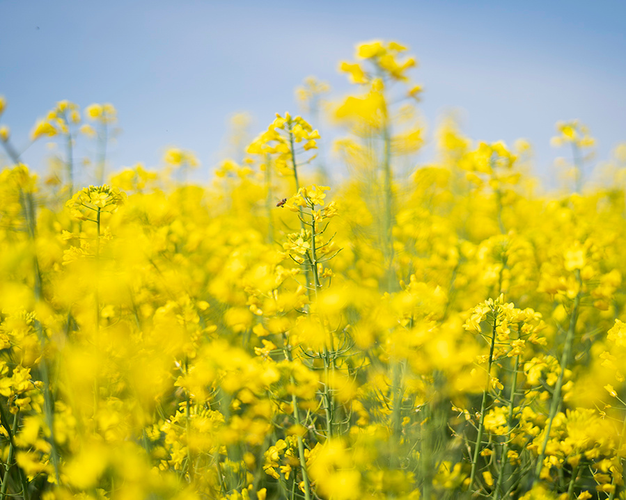 ola mae rapeseed