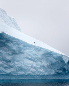 Bird flying in front of iceberg in Greenland – Stand up paddling adventure.