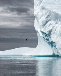 photograph of iceberg in Greenland with bird flying by.