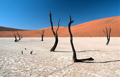 Deadvlei is a white clay pan characterized by dark, dead camel thorn trees