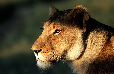 Wildelife phtography – it’s fascinating to observe the way animals interact together and their behaviors.