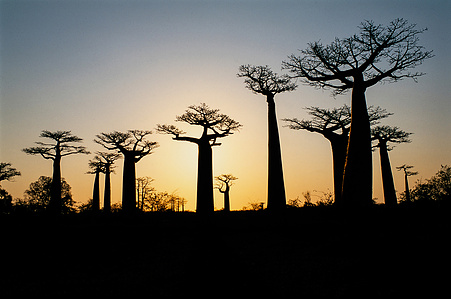 Avenue of the Baobabs on Madagascar&amp;#x27;s west coast at sunset.