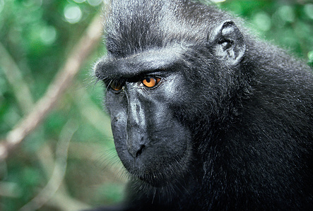 Monkey meditation.