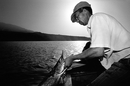 Black and white photograph – fisherman on his boat pulling out a tuna fish.