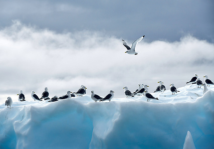Birds on iceberg top in Greenland – Stand up paddling adventure.