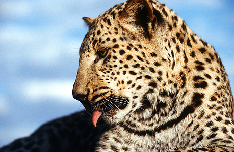 Wildlife photographer – The leopard is powerful and graceful and belong to the family of big cats.
