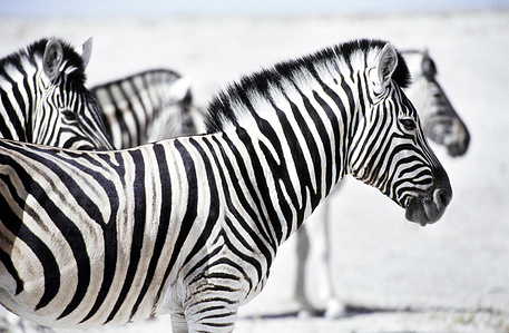 Zebra posing for the photographer  in Etosha park in Namibia.