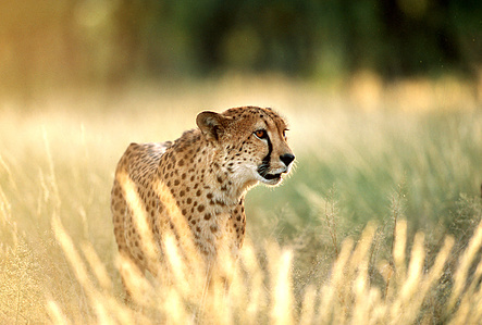 Cheetahs are famous for their speed and agility but are also one of Africa&amp;amp;amp;amp;amp;amp;amp;amp;amp;amp;amp;amp;amp;amp;amp;amp;#x27;s most endangered big cats.
