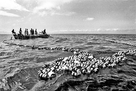 Mackerels fishermen pulling the net in off the coast of Ponta do Sol, Cabo Verde.