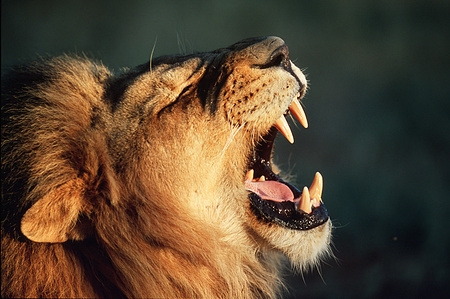 The Namibian lion king.
