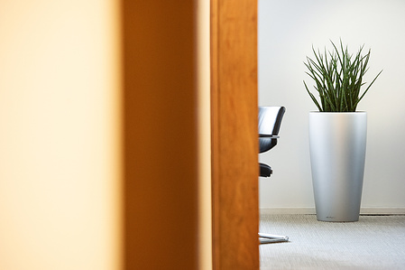 Interior photograph with focus on plant in office.