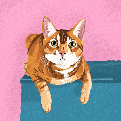 illustration of a indian cat sitting on a platform with their paws hanging down