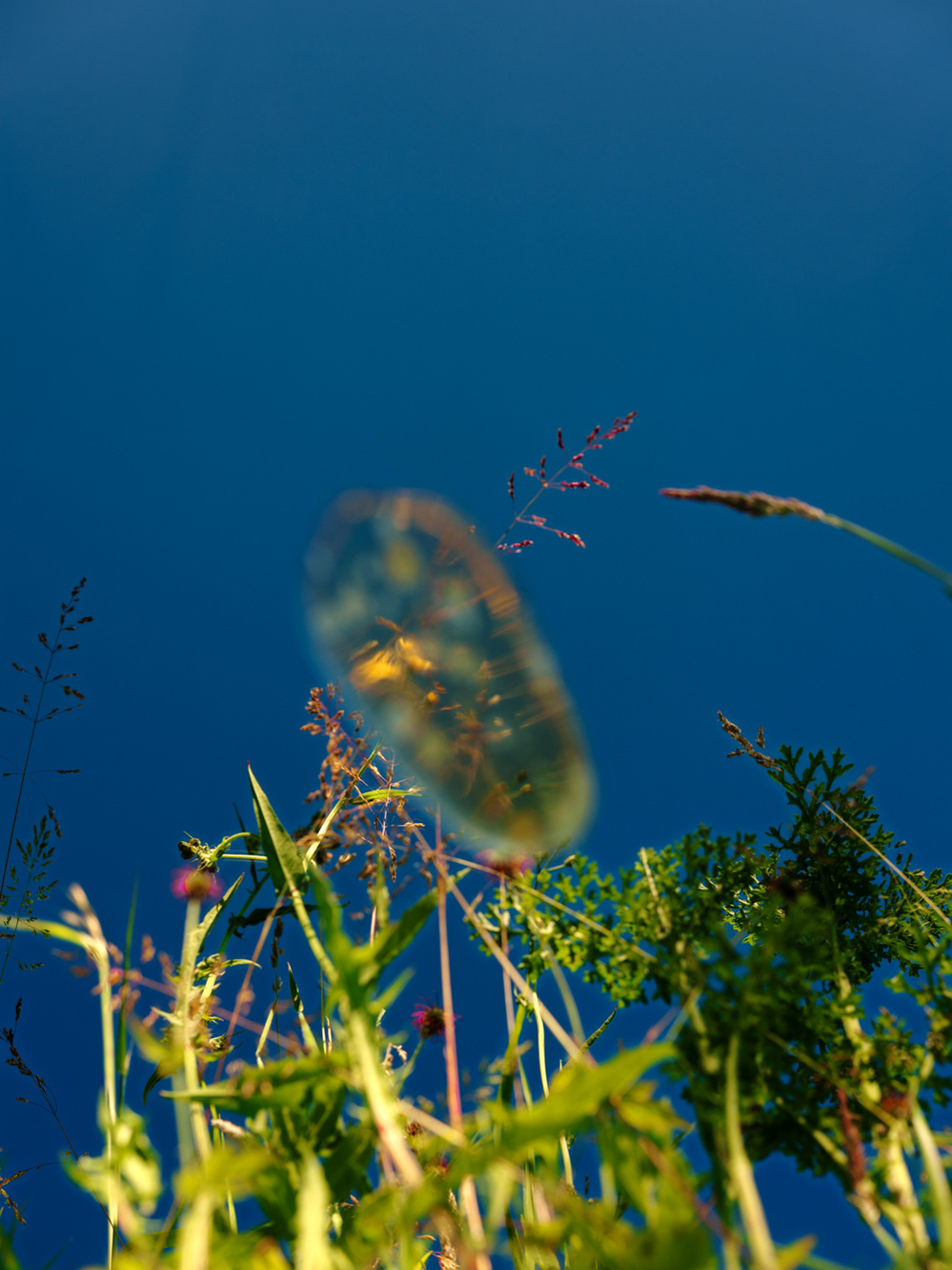 Photograph of wild plants and blue sky partly obscured by a blob of honey.