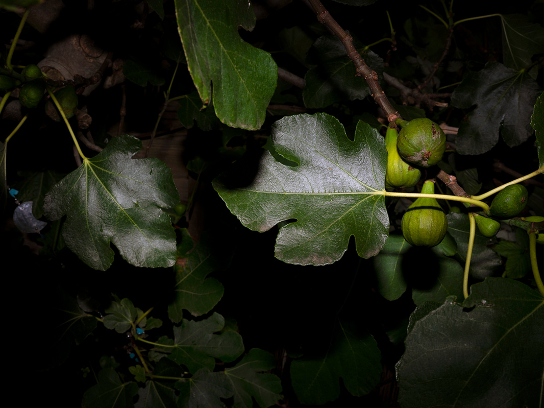 Close-up photograph of figs on a fig tree.