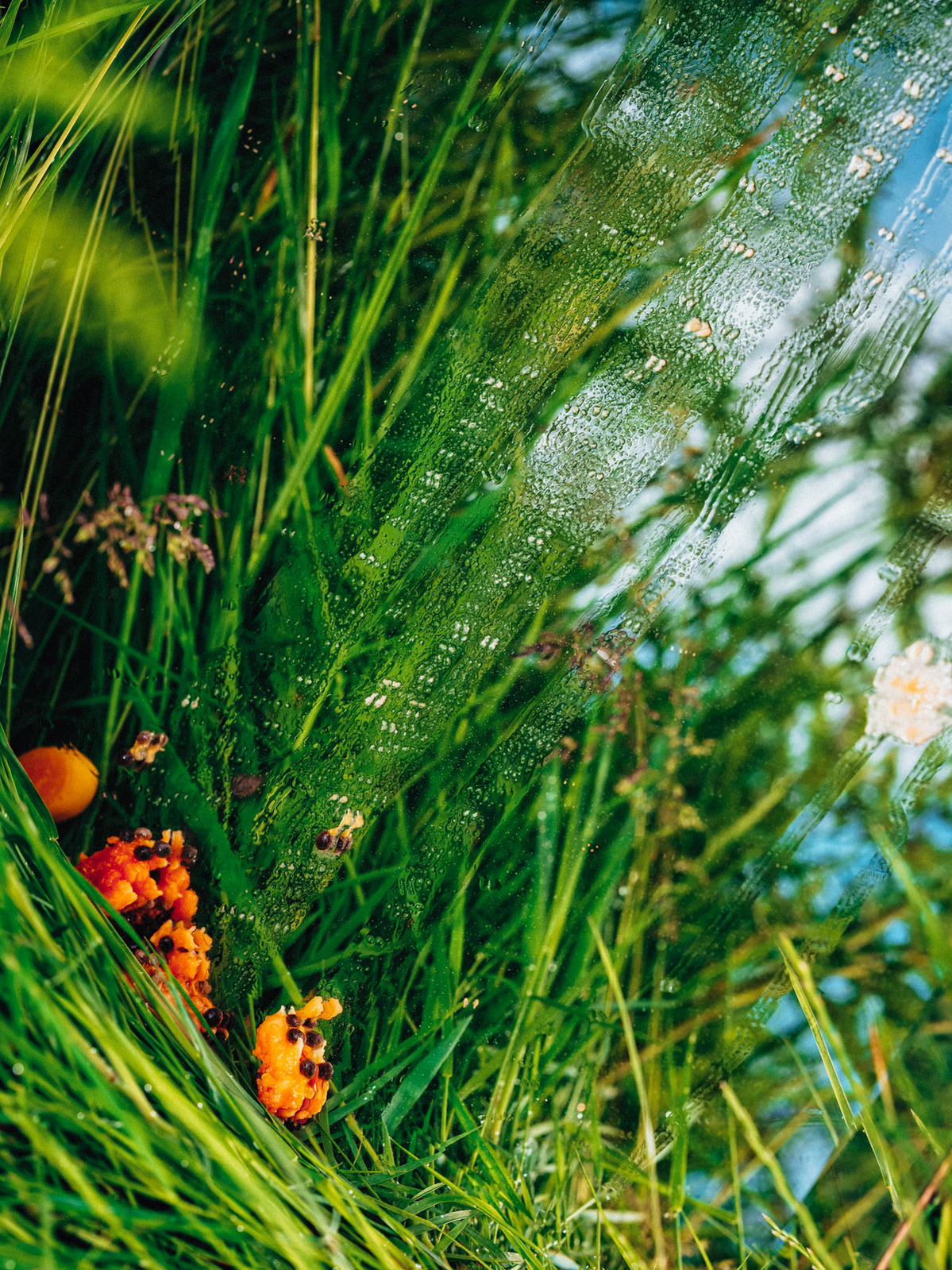 Photograph of wild plants reflected in a mirror with fruit juices trickling down it.