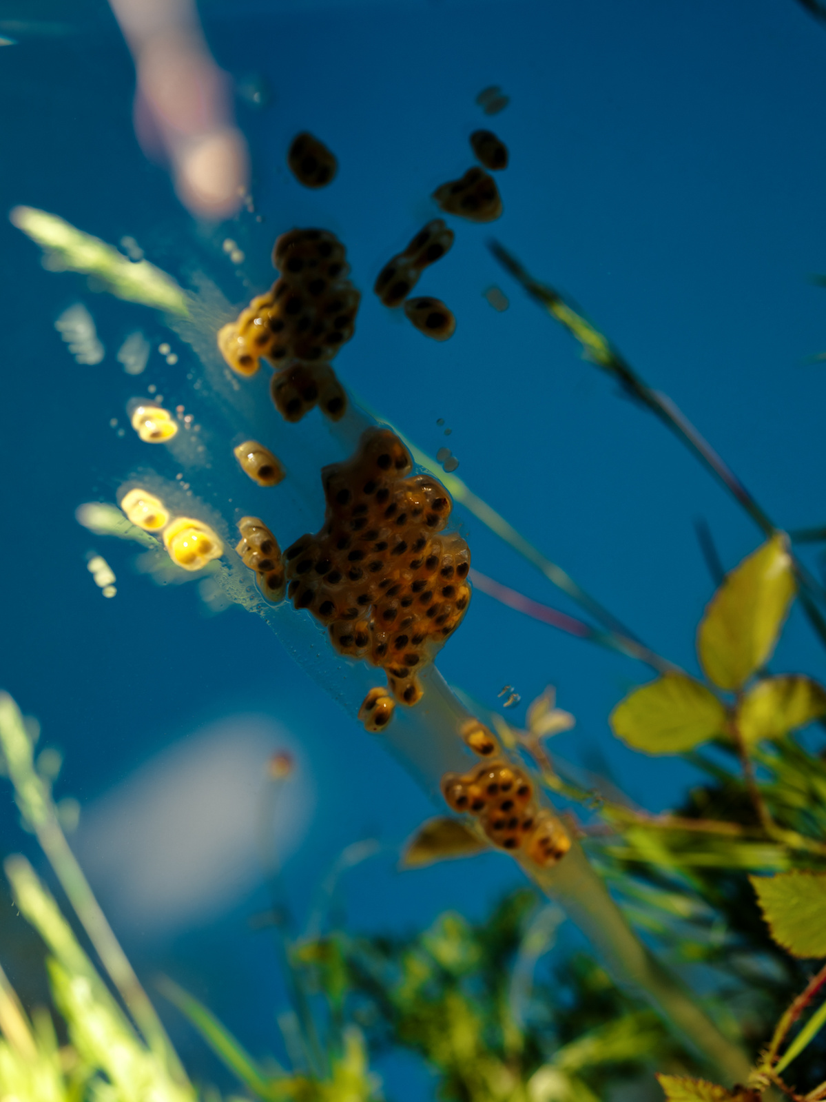 Photograph of wild plants reflected in a mirror with fruit juices trickling down it.
