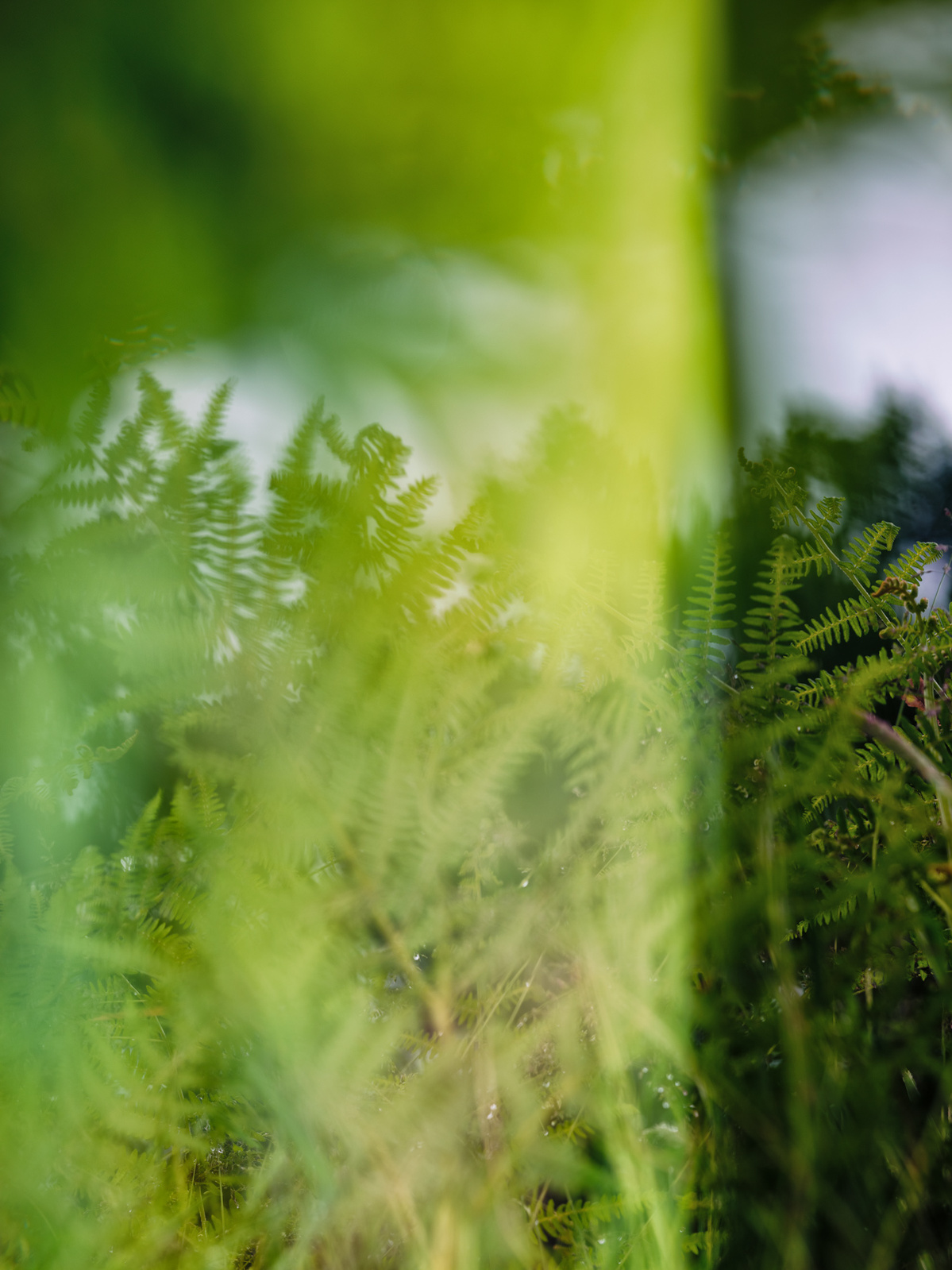 Abstract photograph of wild plants reflected and blurred in a mirror.
