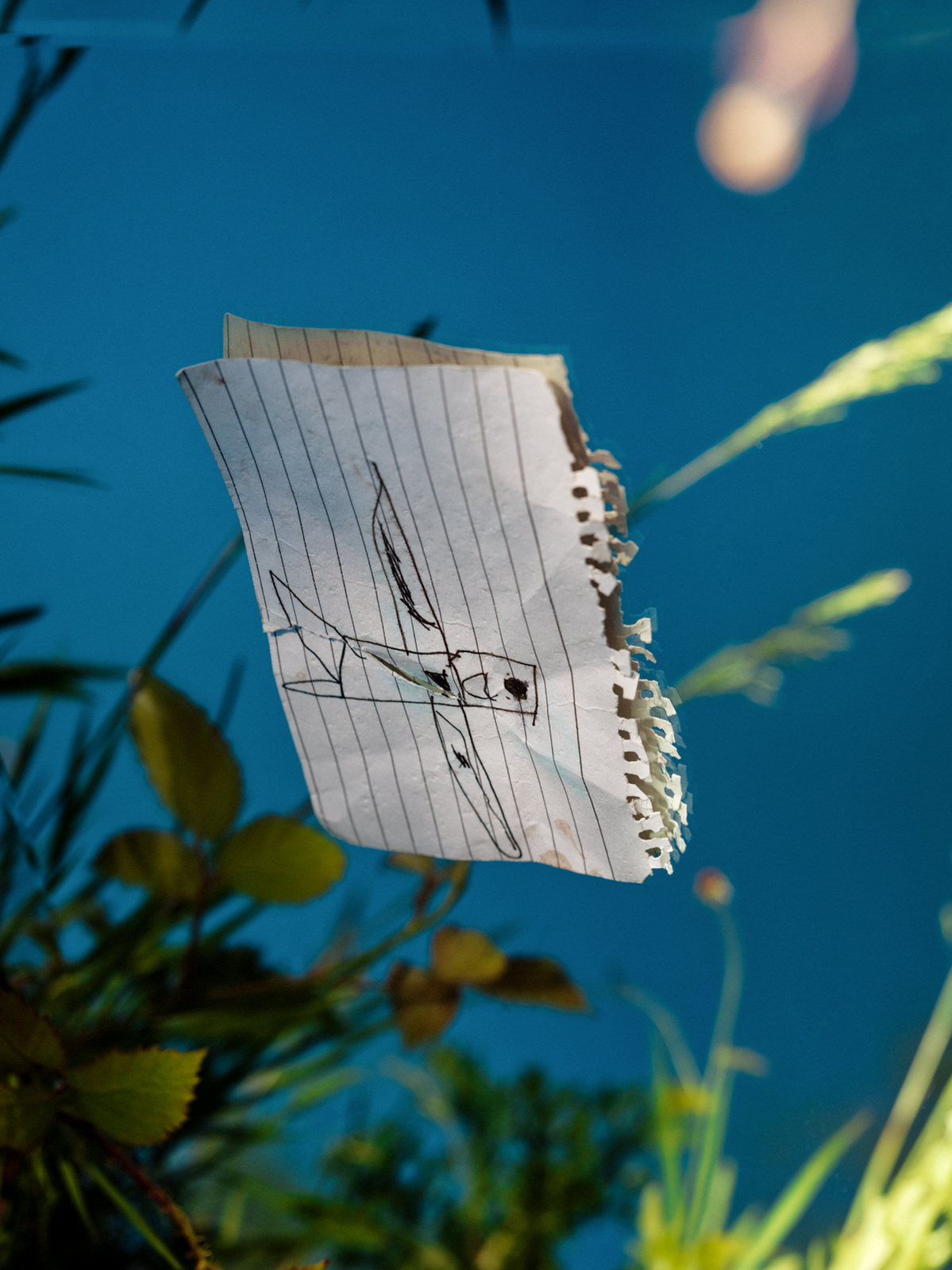 Photograph of wild plants reflected in a mirror with a drawing of an aeroplane resting on it.