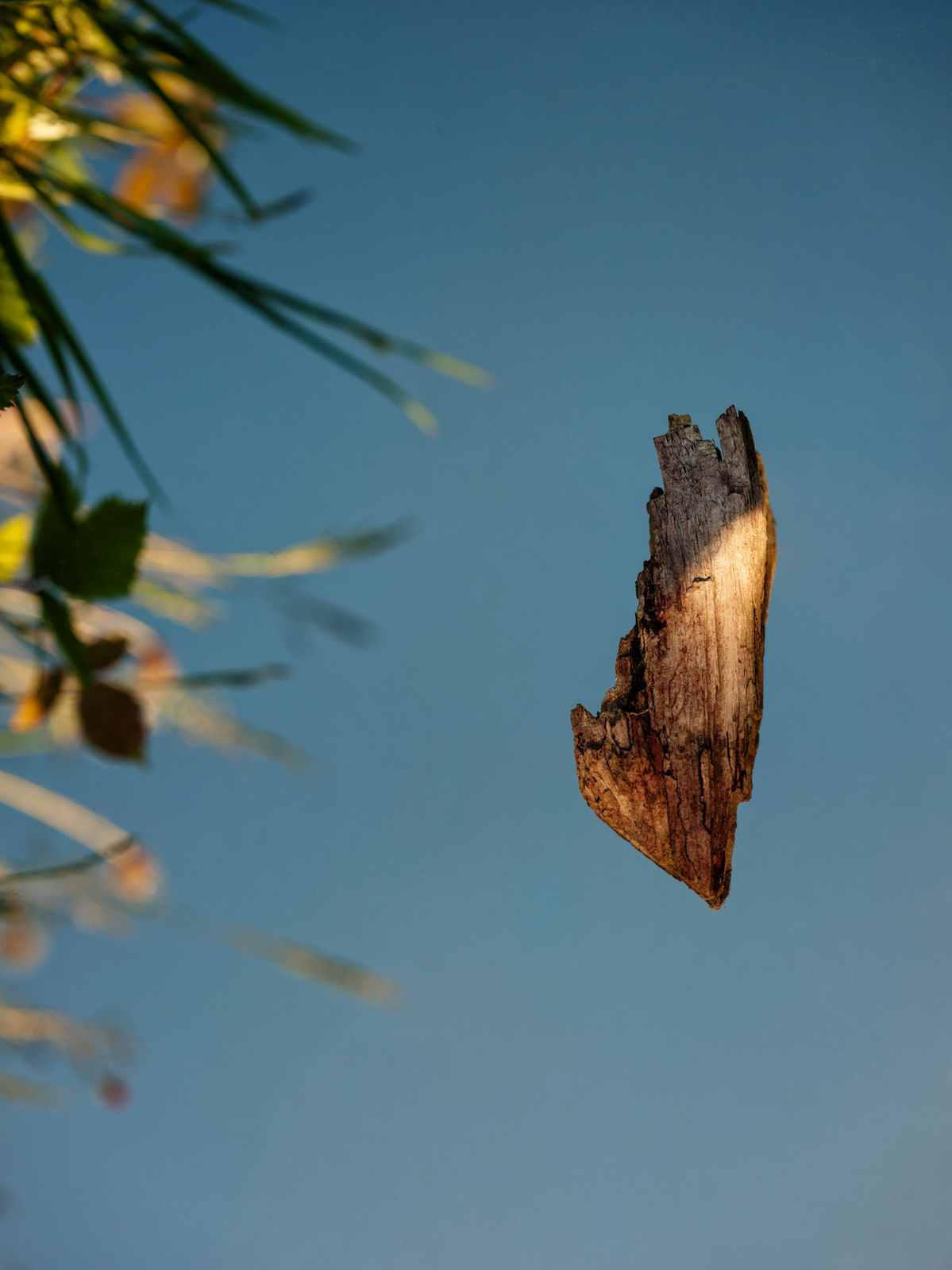 Photograph of wild plants and blue sky with a piece of bark in part of the image.