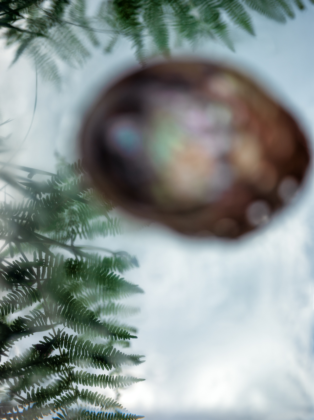 Photograph of wild plants and a cloudy sky partly obscured by water drops with a piece of shell obscuring part of the image.