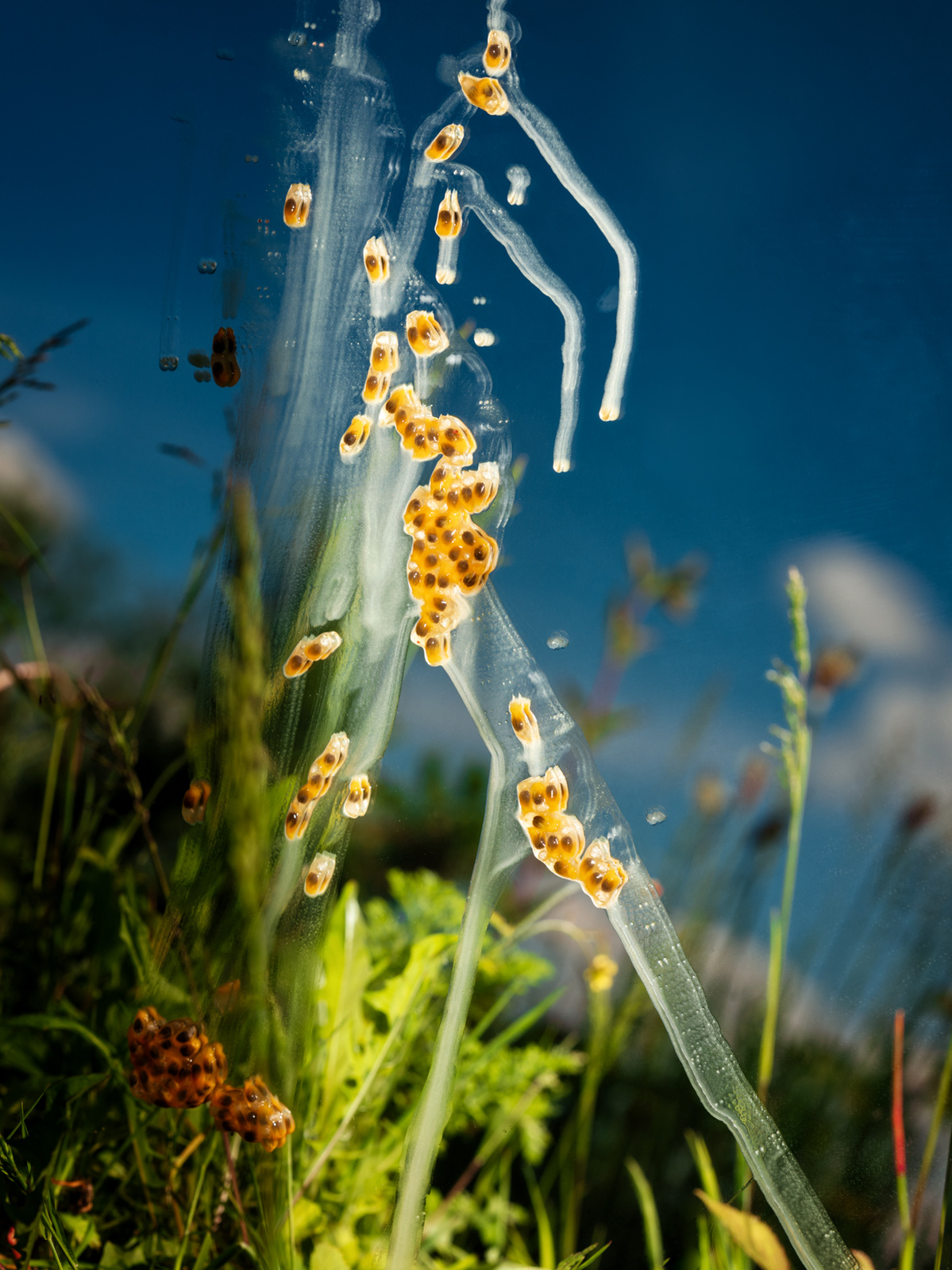 Photograph of wild plants reflected in a mirror with a spillage of fruit juice.