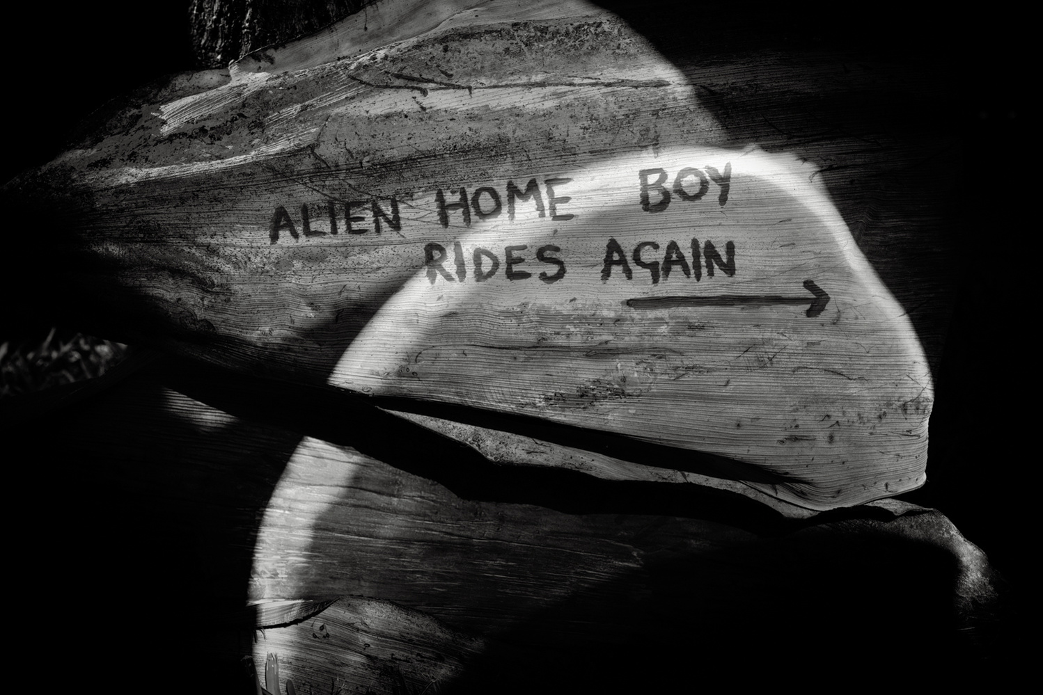 Black and white photograph of palm tree sheaths caught in a shaft of light with the words Alien Home Boy Rides Again painted on the surface.