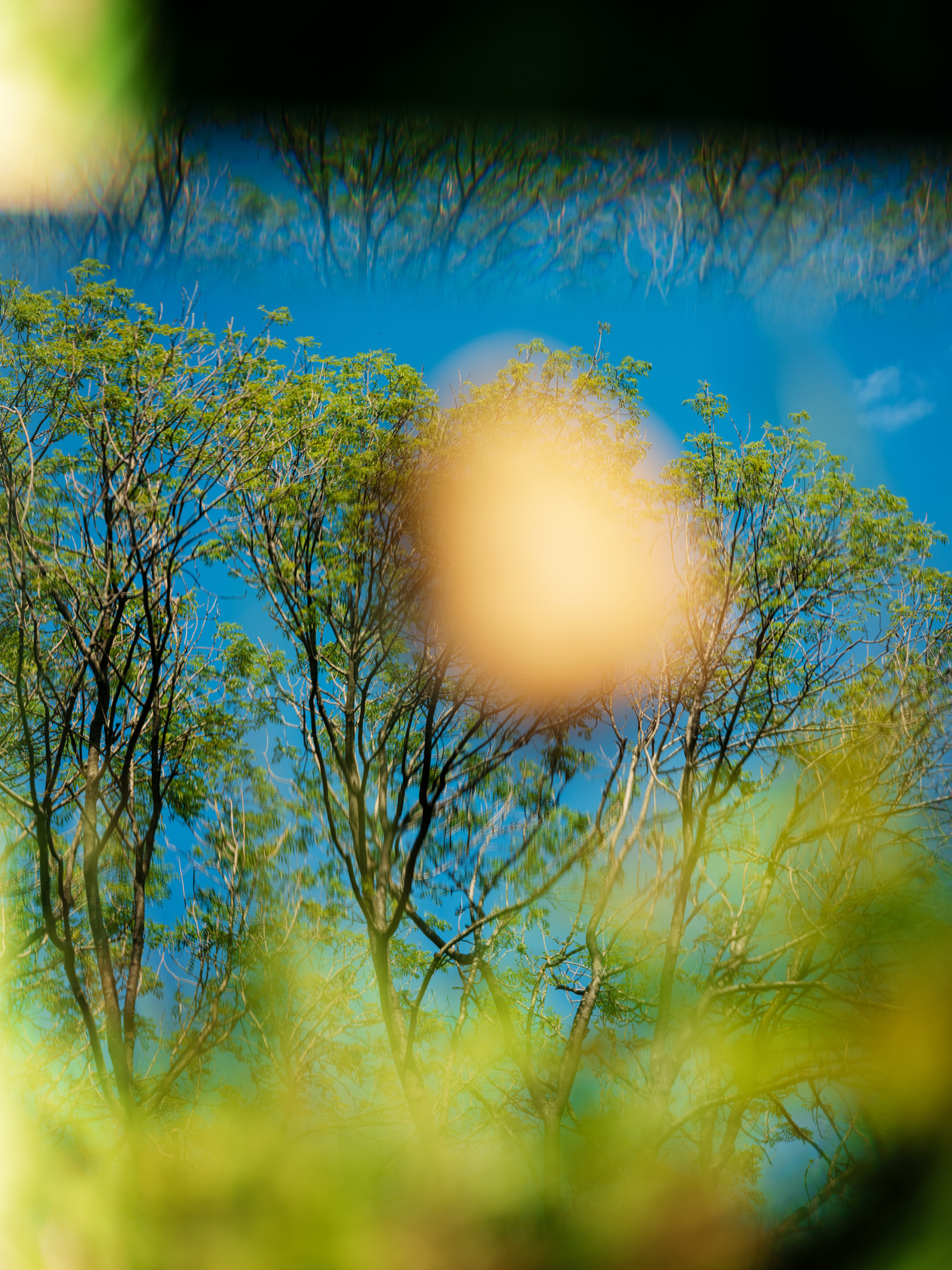 Photograph of wild plants and blue sky with a piece of bark obscuring part of the image.