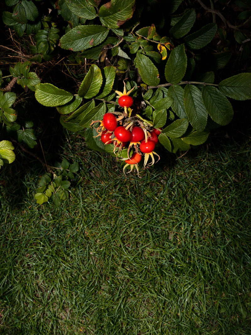 Colour photograph of rosehips growing on a bush.