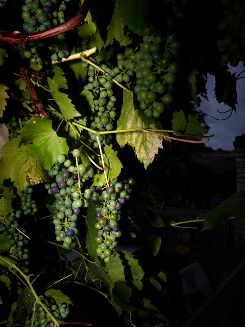 Colour photograph of green grapes on the vine.