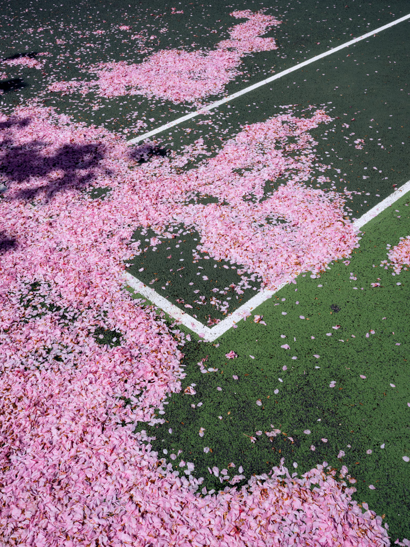Colour photograph of a carpet of pink blossomed fallen onto the white lines of a tennis court.