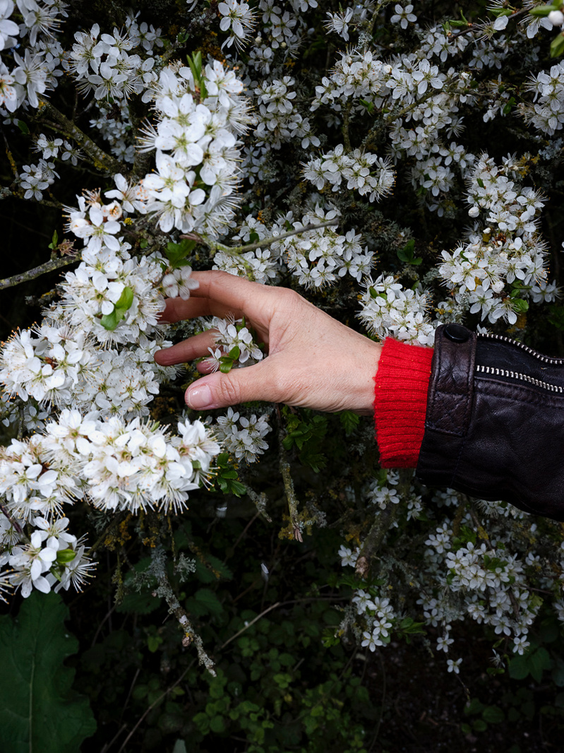 Colour photograph of a hand and forearm wearing a leather jacket reaching out into a tree covered with white blossom.
