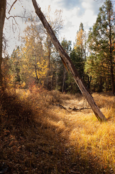 Fine art fall landscape during golden hour.