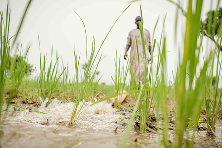 YOLA, NGA - October 4, 2023: Shaibu Mohammed uses his irrigation system in his farm located in Dasin Hausa community, Fufoire LGA, Adamawa State Nigeria. Shaibu Mohammed is a beneficiary of Google climate resilency project. After receiving cash, he also p