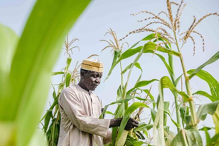 YOLA, NGA - October 3, 2023: Shaibu Mohammed at work in his farm located in Dasin Hausa community, Fufoire LGA, Adamawa State Nigeria. Shaibu Mohammed is a beneficiary of Google climate resilency project. After receiving cash, he was able to buy a motorcy