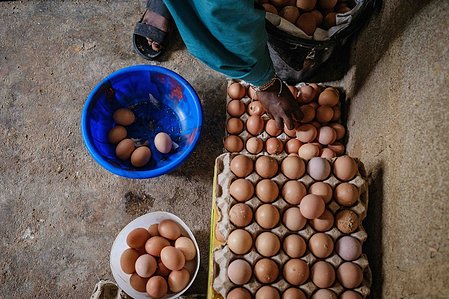 KADUNA, NGA - August 11, 2023:  Asiya Ja’afar arranges the egg she picked at the poultry house at Anguwan Malamai, Zaria, Kaduna State, Nigeria. Asiya’s form of education is vocational as she’s dropped out of school at a young age. Her biggest goal right 