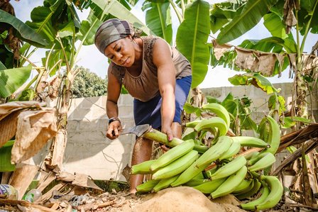 RIVERS, NG - January 26, 2023:  Precious Jessica harvests plantain from her farm on January 26, 2022 in Ueken, Rivers state, Nigeria. CREDIT: Taiwo Aina for Oxfam Novib