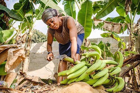 RIVERS, NG - January 26, 2023:  Precious Jessica harvests plantain from her farm on January 26, 2022 in Ueken, Rivers state, Nigeria. CREDIT: Taiwo Aina for Oxfam Novib