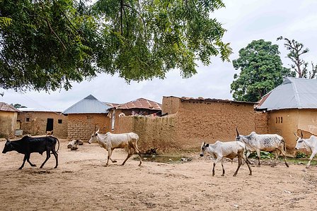 KADUNA, NGA - August 9, 2023:  Shafa’atu Nuhu community; Kabaya consist mainly of farmers, Soba LGA, Nigeria. CREDIT: Taiwo Aina