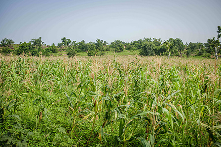 YOLA, NGA - October 3, 2023: Shaibu Mohammed farm located in Dasin Hausa community, Fufoire LGA, Adamawa State Nigeria. Shaibu Mohammed is a beneficiary of Google climate resilency project. CREDIT: Taiwo Aina for IRC