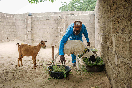 YOLA, NGA - October 5, 2023: Salihu Yahaya feeds his livestock at home in Dasin Hausa community, Fufoire LGA, Adamawa State Nigeria. Salihu Yahaya is a beneficiary of climate resilency project. After receiving the cash from IRC, he was able to engage in d